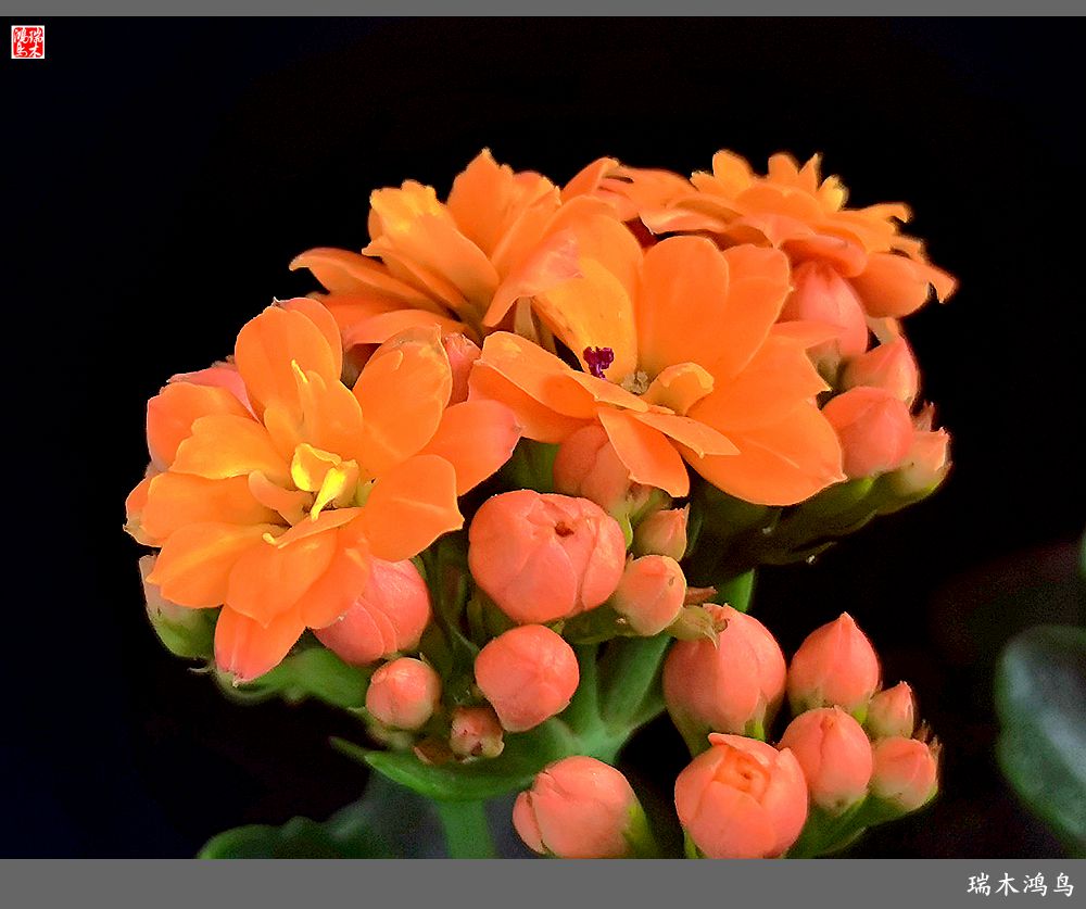 【2022之花季】36.教人长寿花前醉