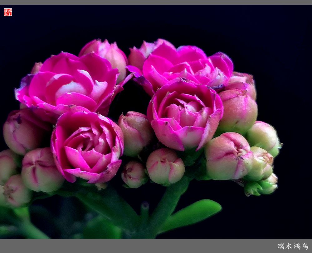 【2022之花季】36.教人长寿花前醉