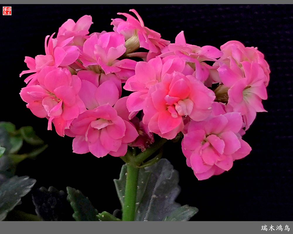 【2022之花季】36.教人长寿花前醉