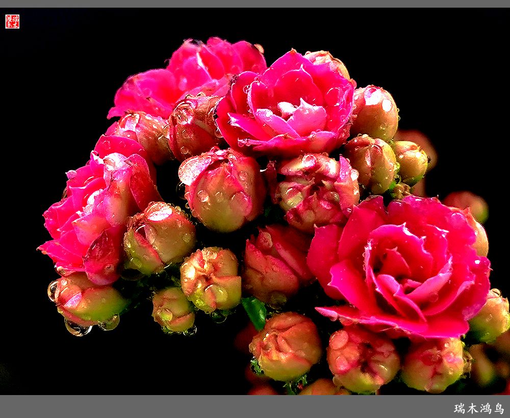 【2022之花季】36.教人长寿花前醉