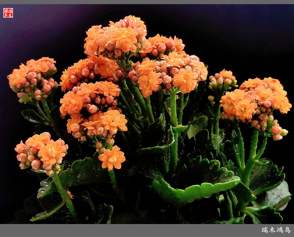 【2022之花季】36.教人长寿花前醉