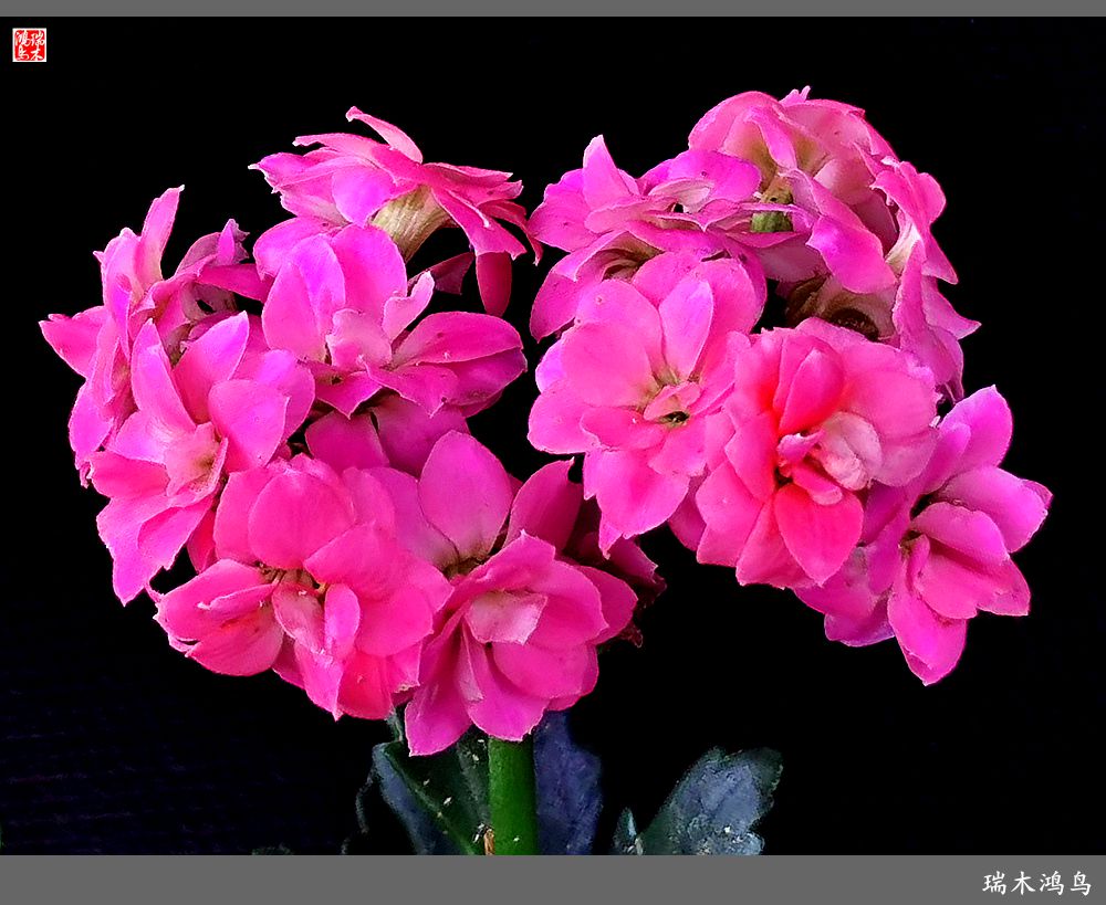 【2022之花季】36.教人长寿花前醉