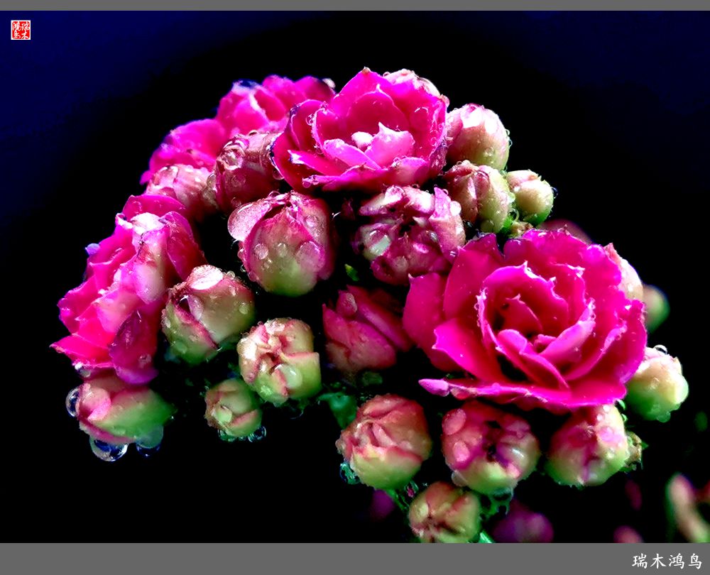 【2022之花季】36.教人长寿花前醉