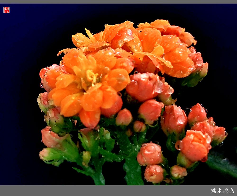 【2022之花季】36.教人长寿花前醉