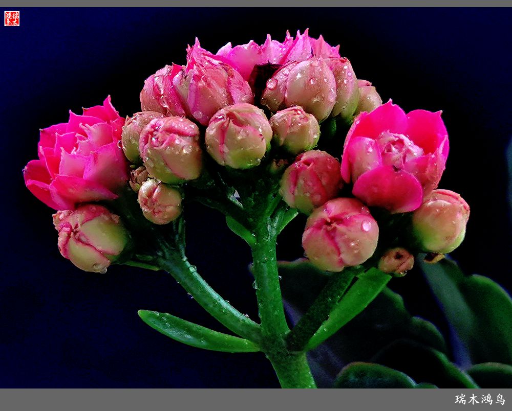 【2022之花季】36.教人长寿花前醉