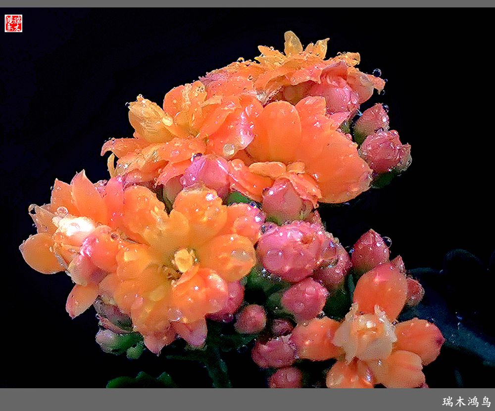 【2022之花季】36.教人长寿花前醉