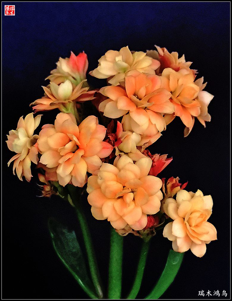 【2022之花季】36.教人长寿花前醉