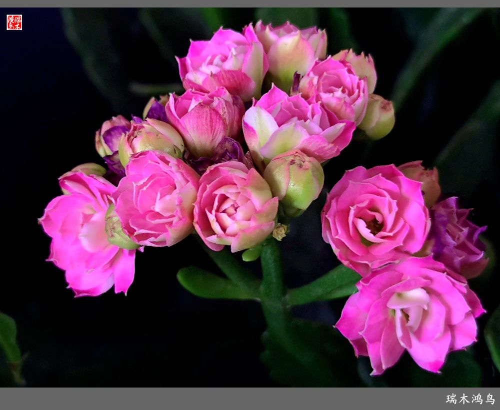 【2022之花季】36.教人长寿花前醉