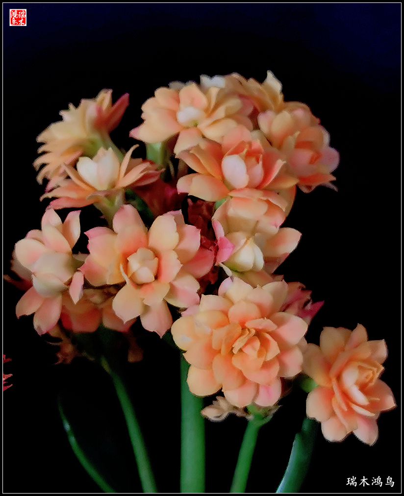 【2022之花季】36.教人长寿花前醉