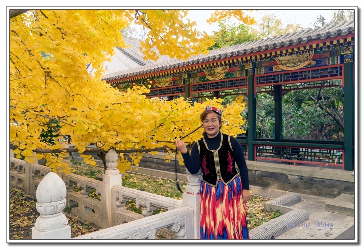 紫竹苑行宫的秋叶-续