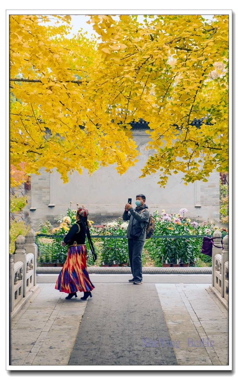 紫竹苑行宫的秋叶-续