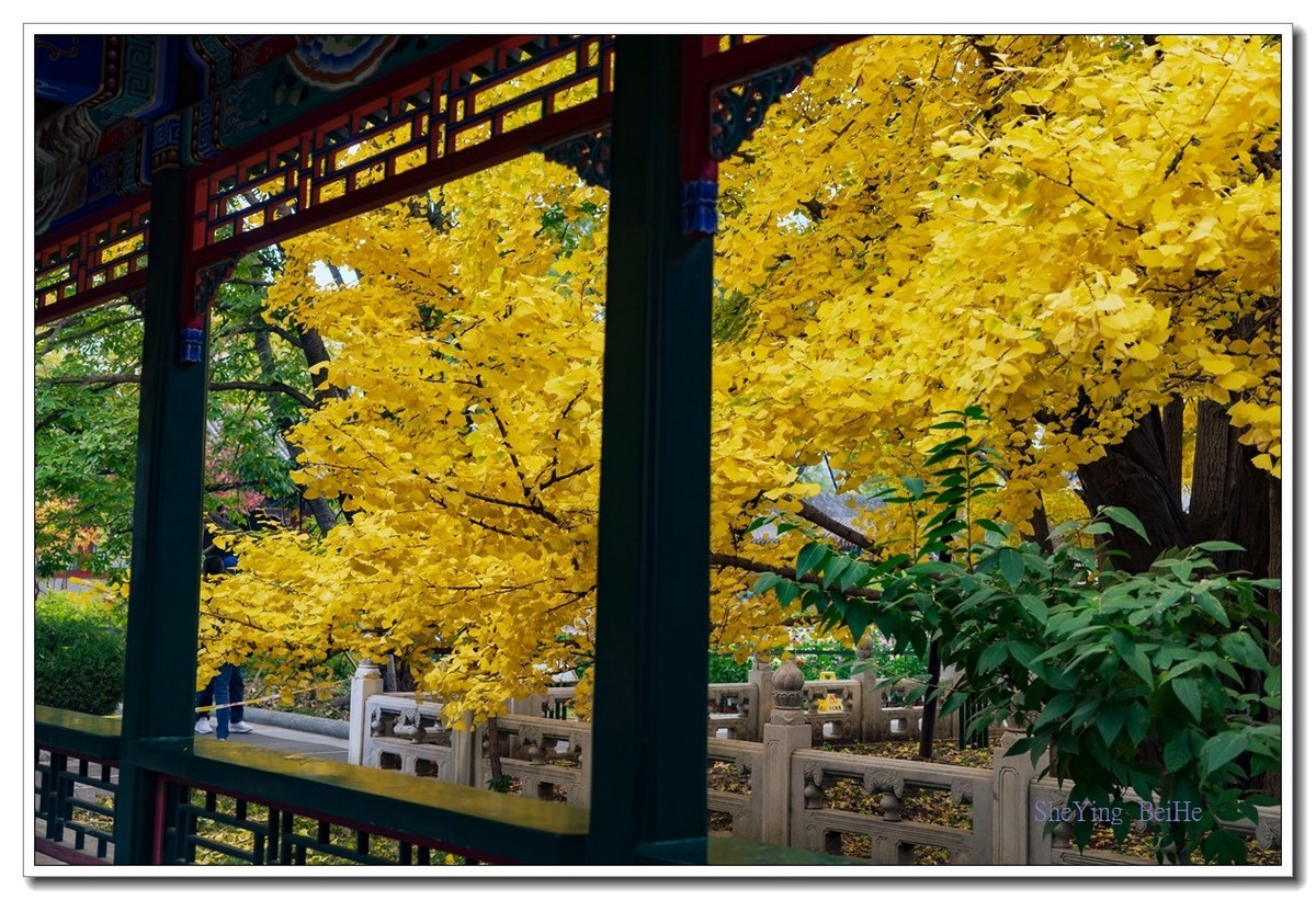 紫竹苑行宫的秋叶-续