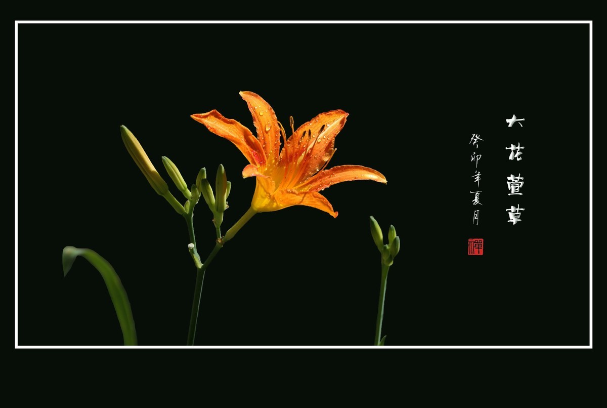 雨过花披珠，风来枝摆舞-大花萱草