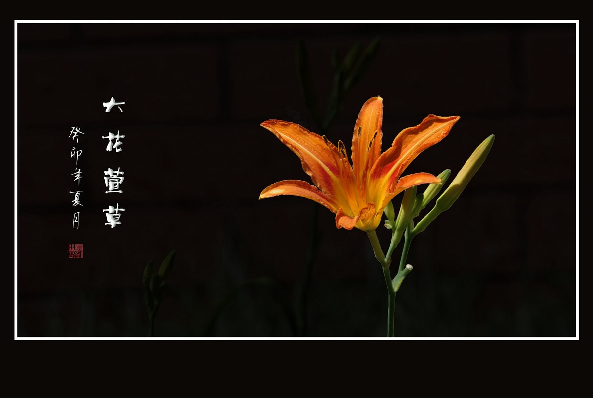 雨过花披珠，风来枝摆舞-大花萱草