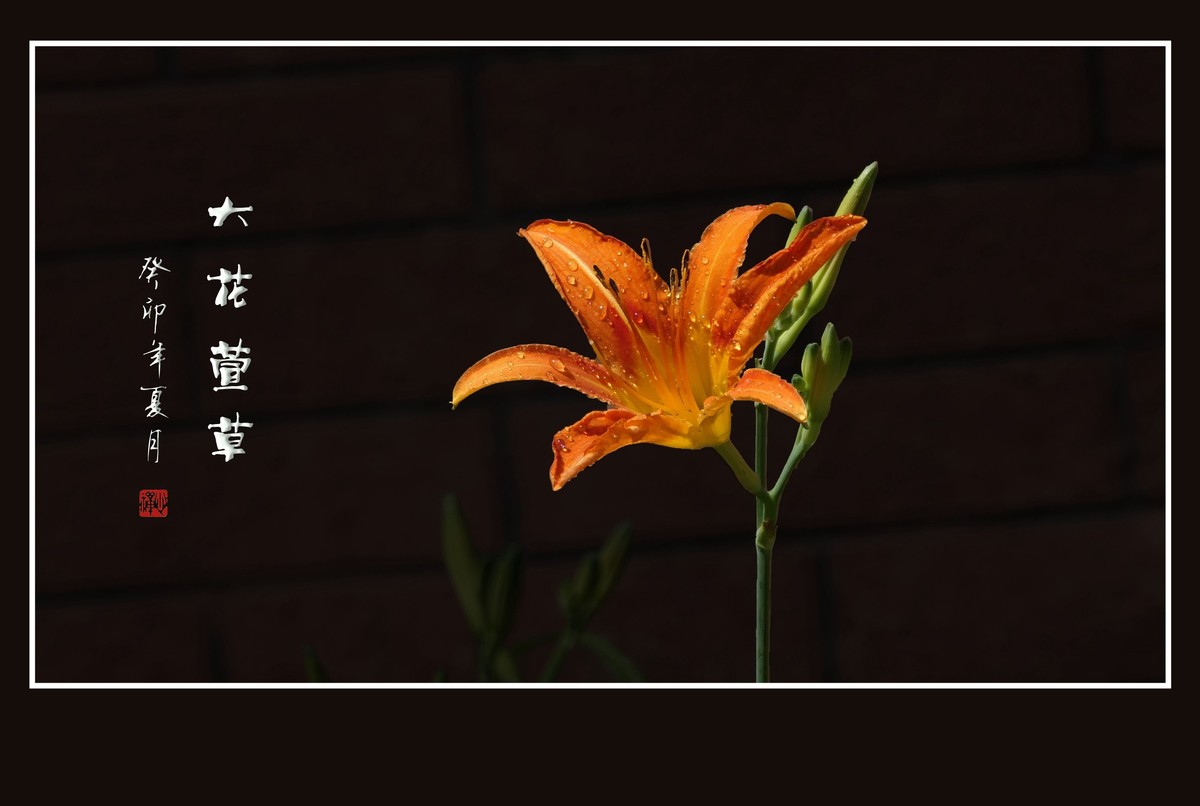 雨过花披珠，风来枝摆舞-大花萱草