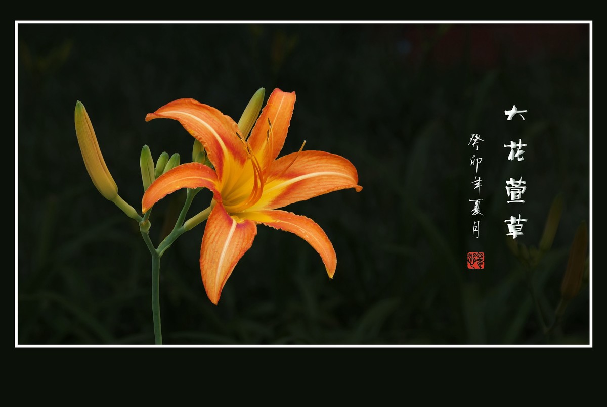 雨过花披珠，风来枝摆舞-大花萱草