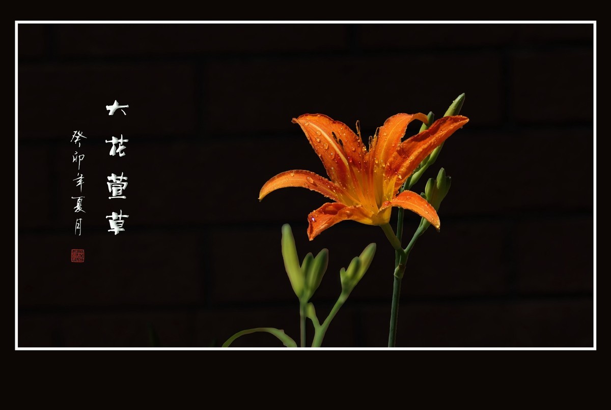 雨过花披珠，风来枝摆舞-大花萱草