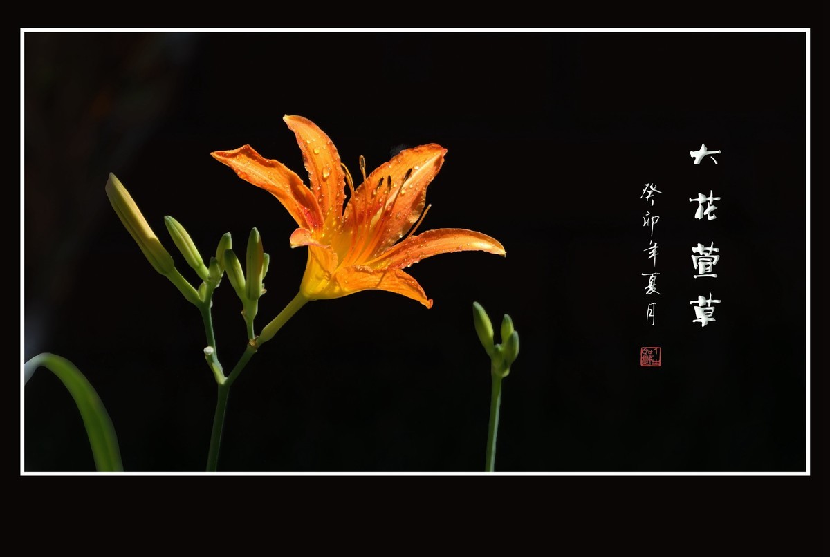 雨过花披珠，风来枝摆舞-大花萱草