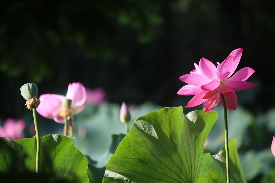 六月荷花美如画吸引网友入画来