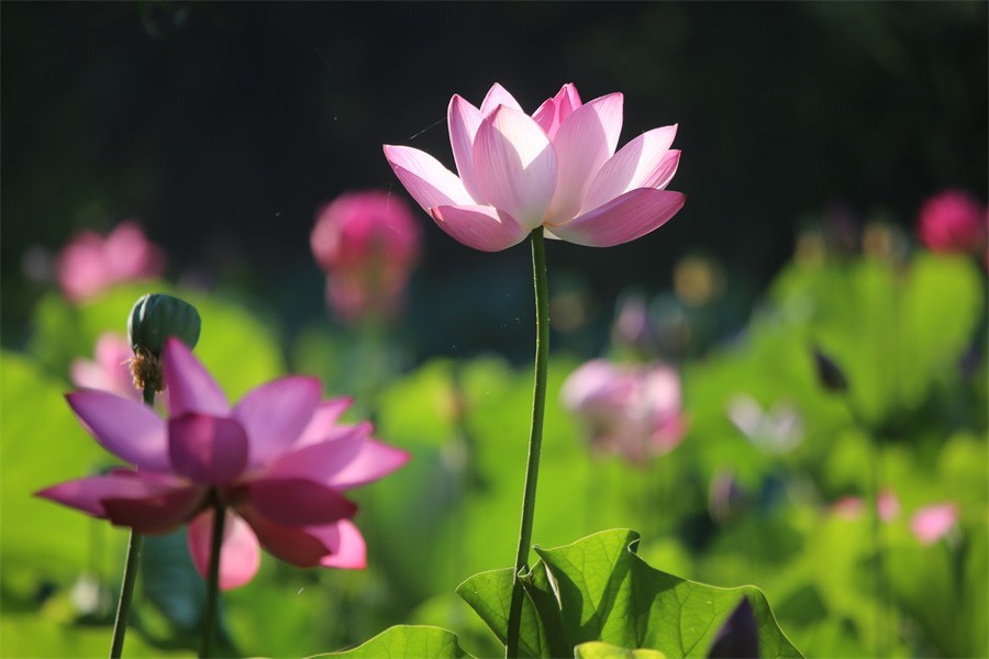 六月荷花美如画吸引网友入画来