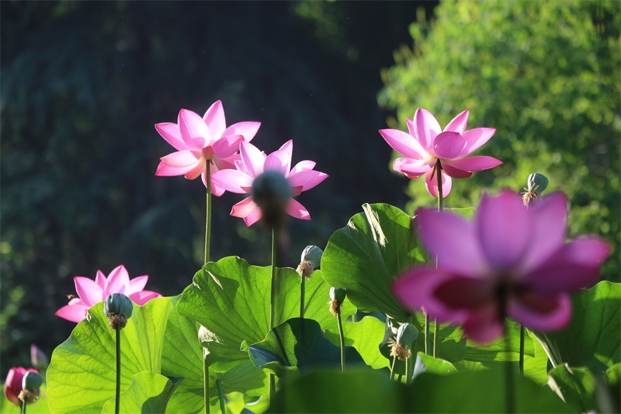 六月荷花美如画吸引网友入画来