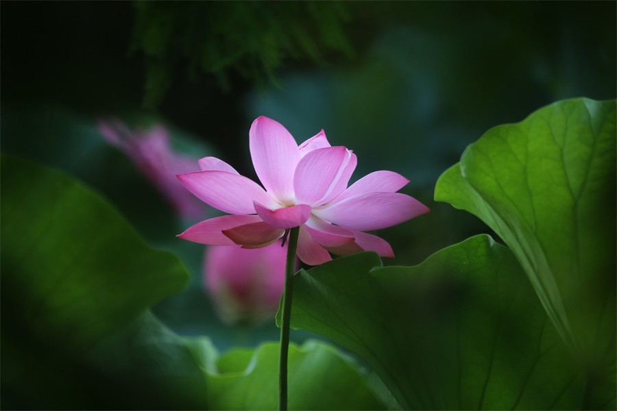 六月荷花美如画吸引网友入画来