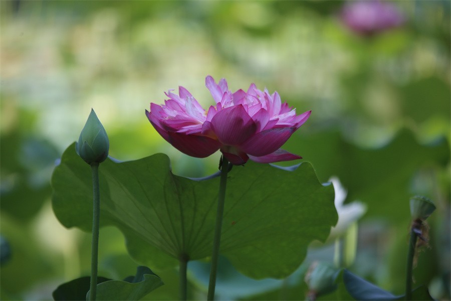 六月荷花美如画吸引网友入画来