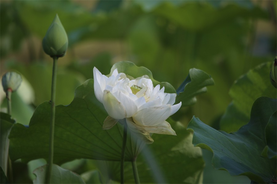 六月荷花美如画吸引网友入画来