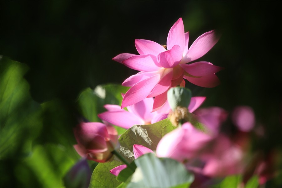 六月荷花美如画吸引网友入画来