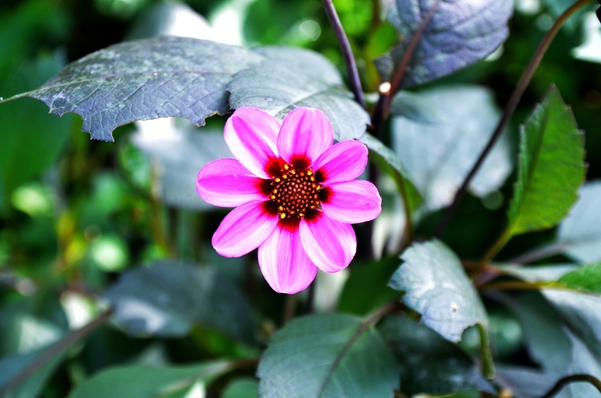 巴滨花艺园 (三)