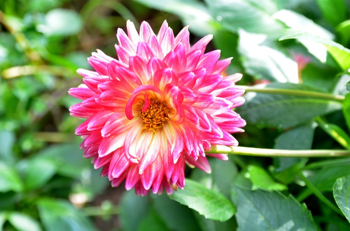 巴滨花艺园 (三)