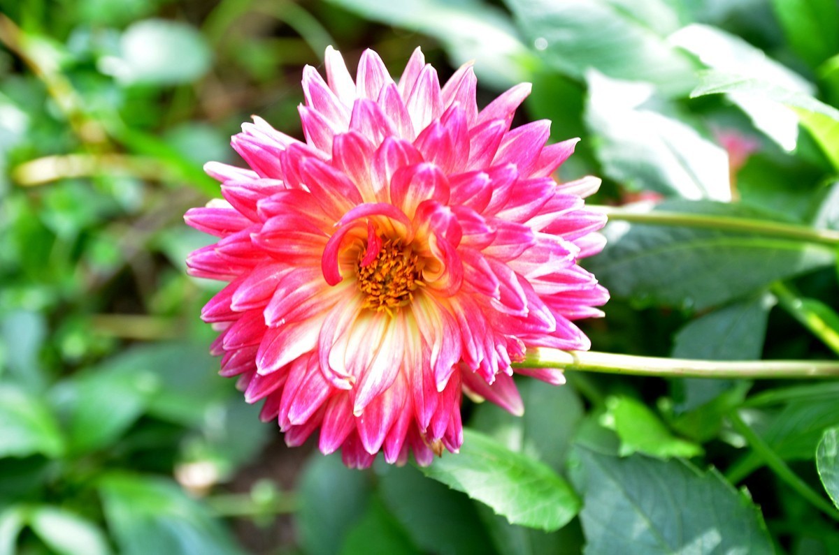 巴滨花艺园 (三)