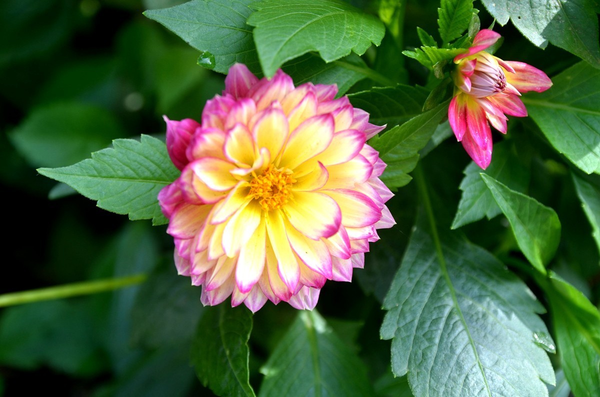 巴滨花艺园 (三)