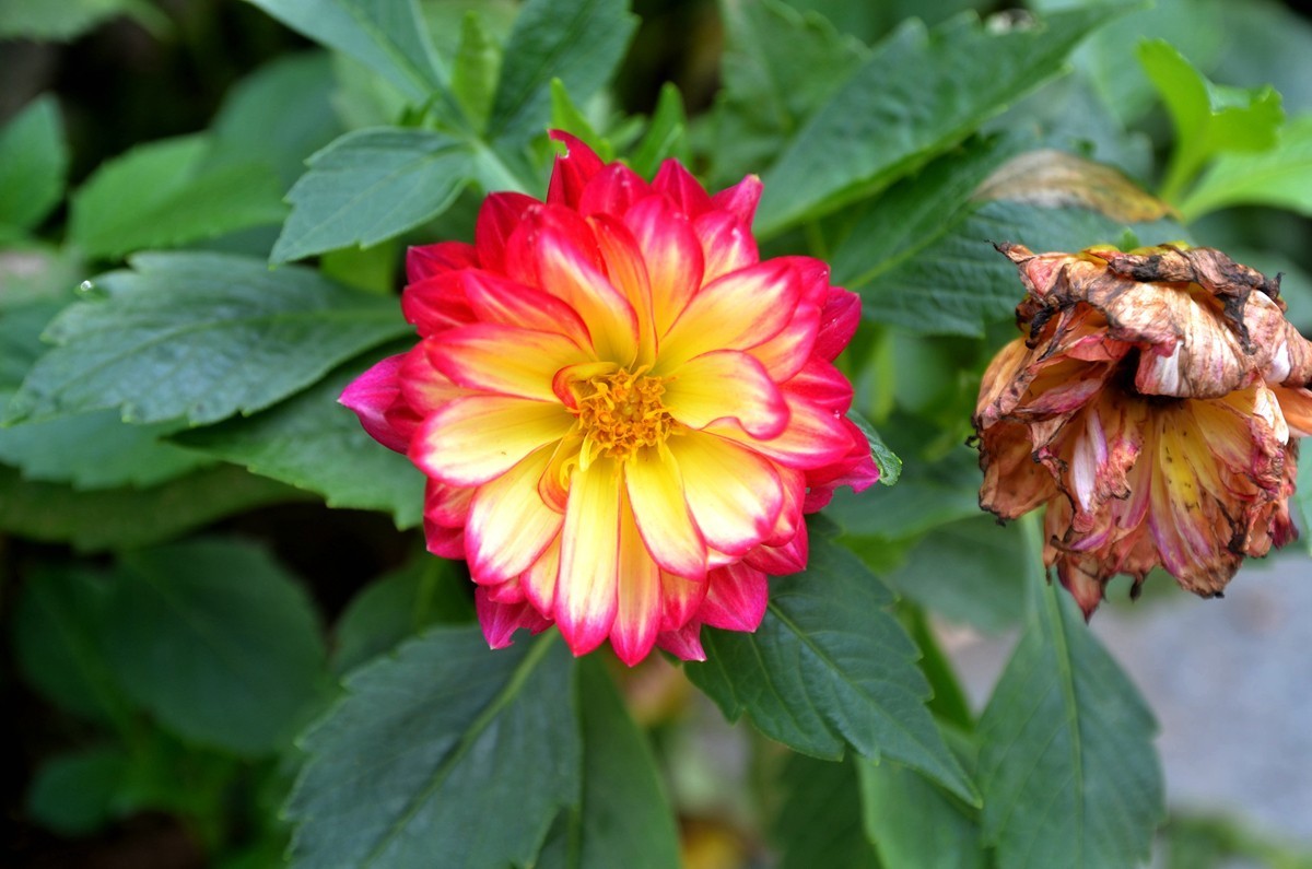 巴滨花艺园 (三)