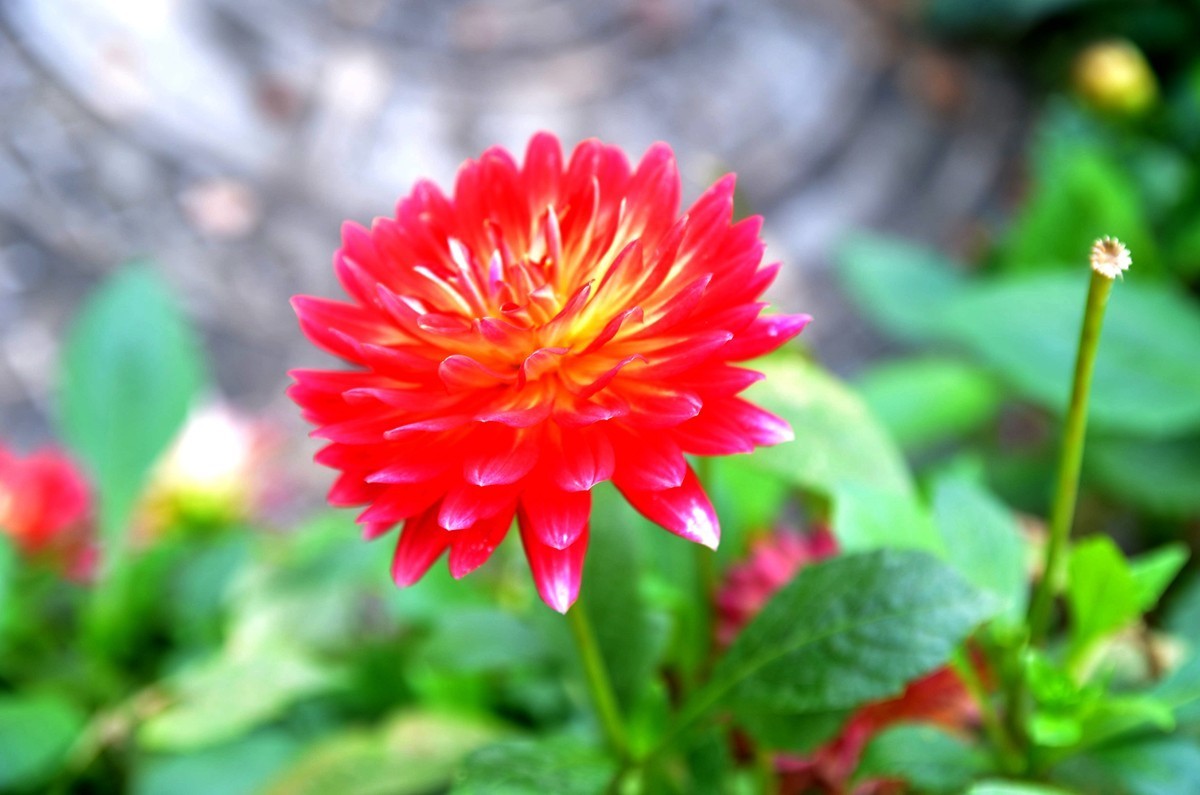 巴滨花艺园 (三)