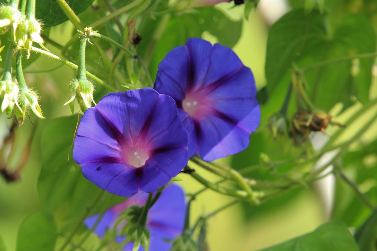 拍摄花卉一（377）