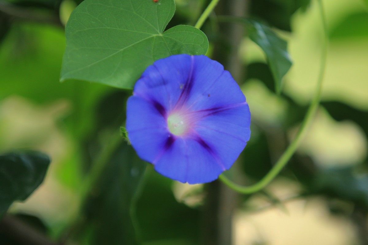 拍摄花卉一（377）