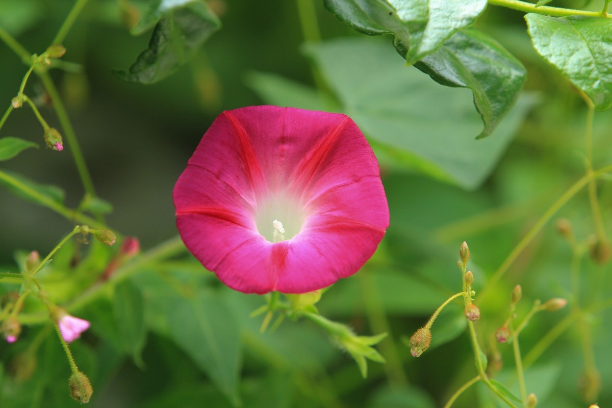 拍摄花卉一（377）