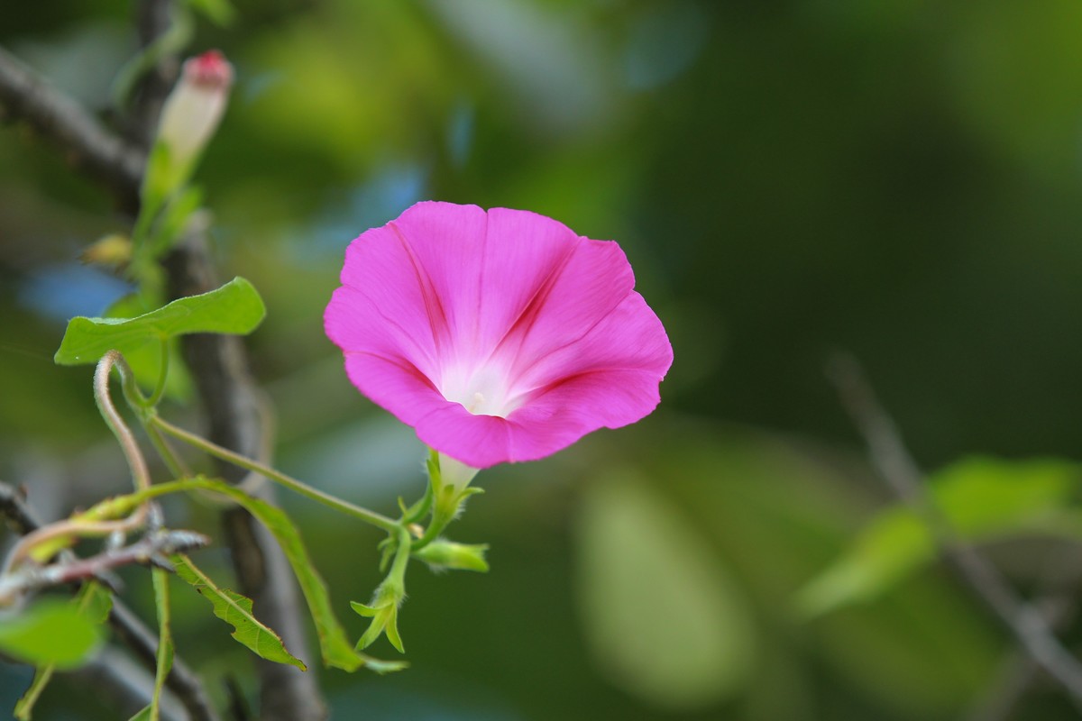 拍摄花卉一（377）