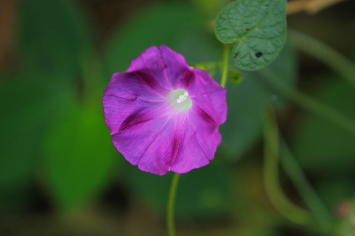 拍摄花卉一（377）