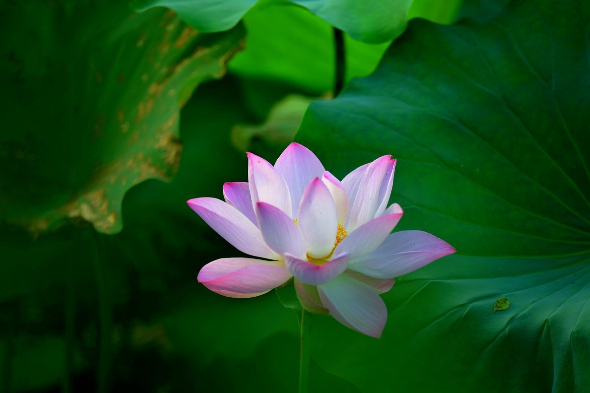 荷花2