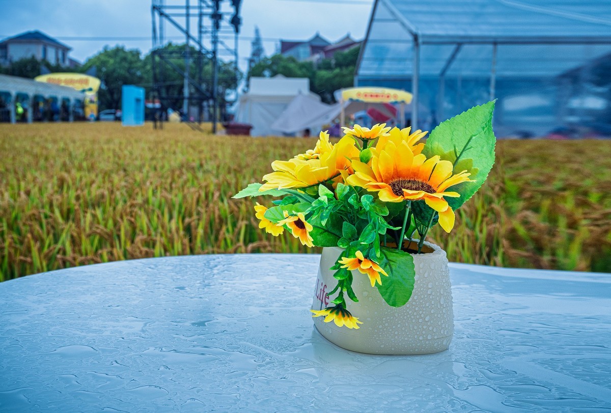 航头乡村国际音乐节