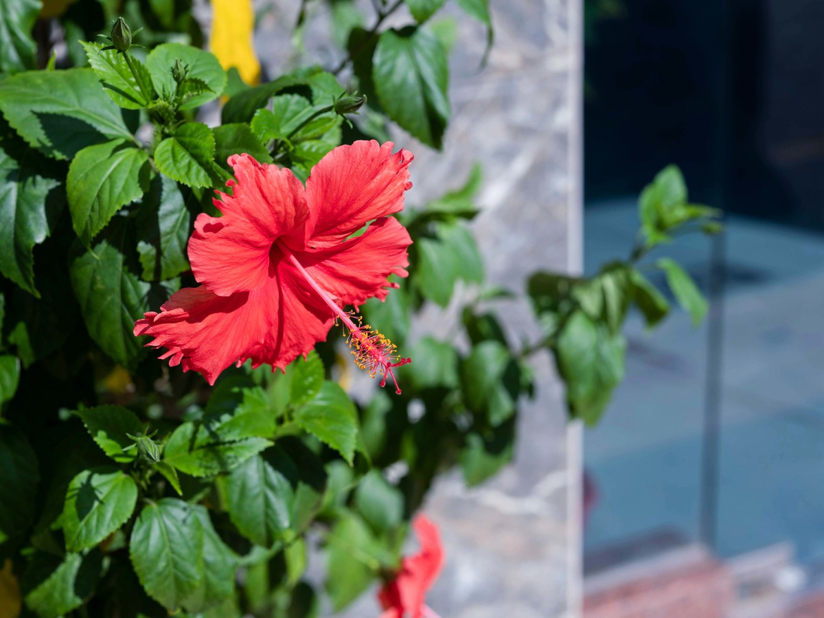 GFX50Sii+ GF 63 F2.8（ 试镜-由朝试到晚 ）