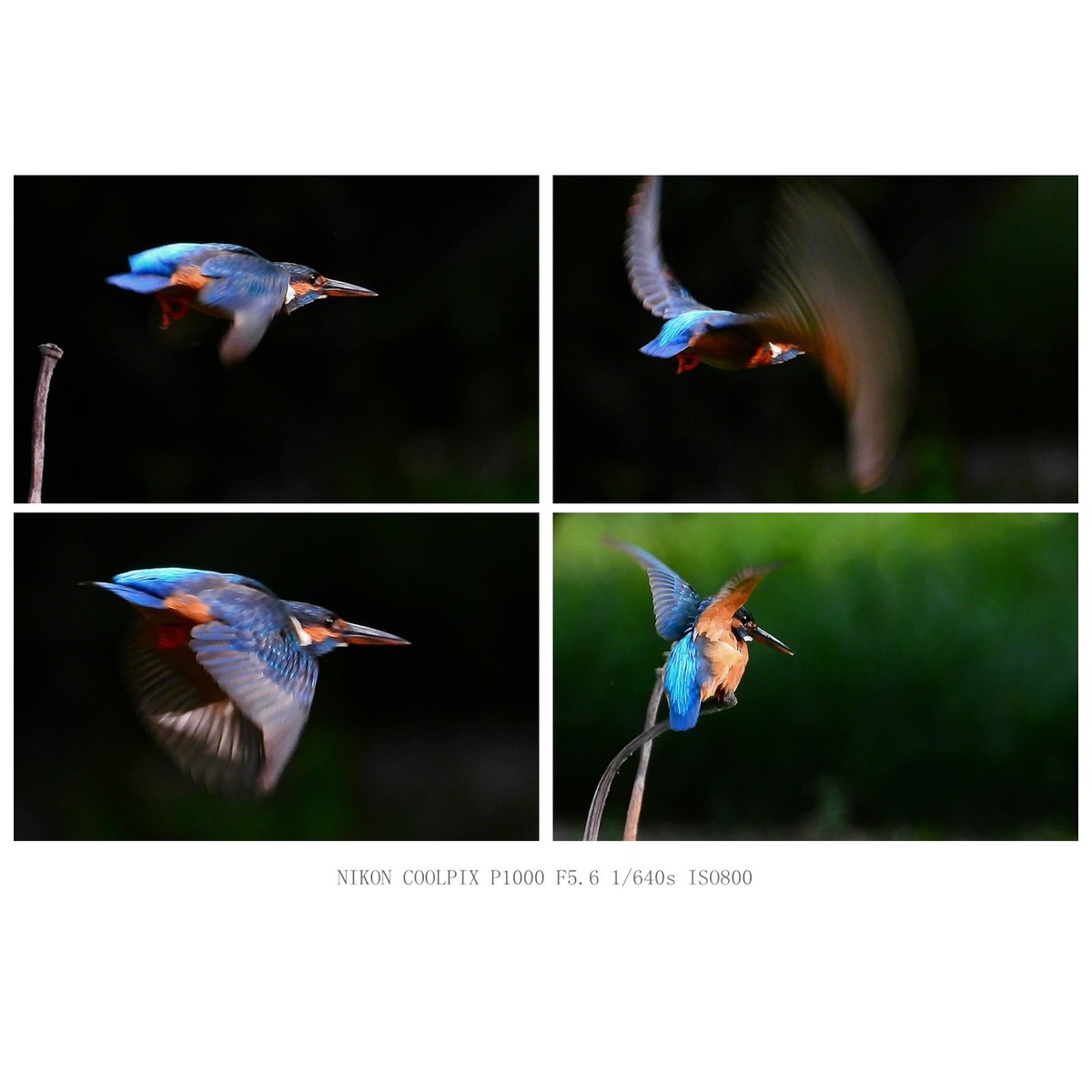 翠鸟的各个瞬间姿态