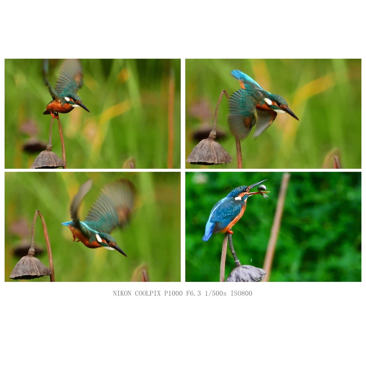 翠鸟的各个瞬间姿态