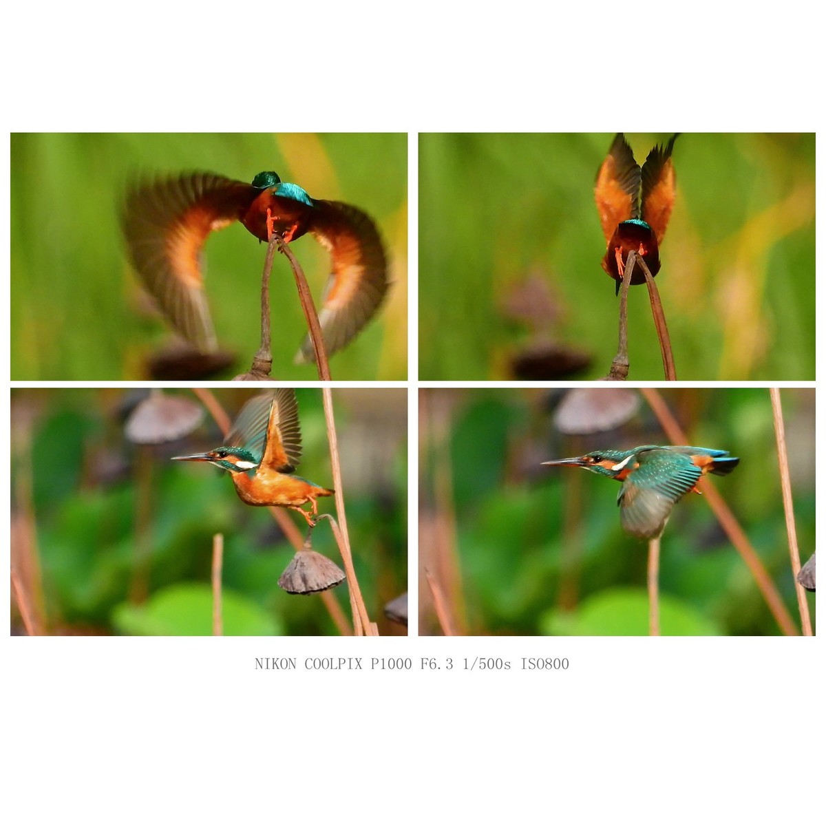 翠鸟的各个瞬间姿态