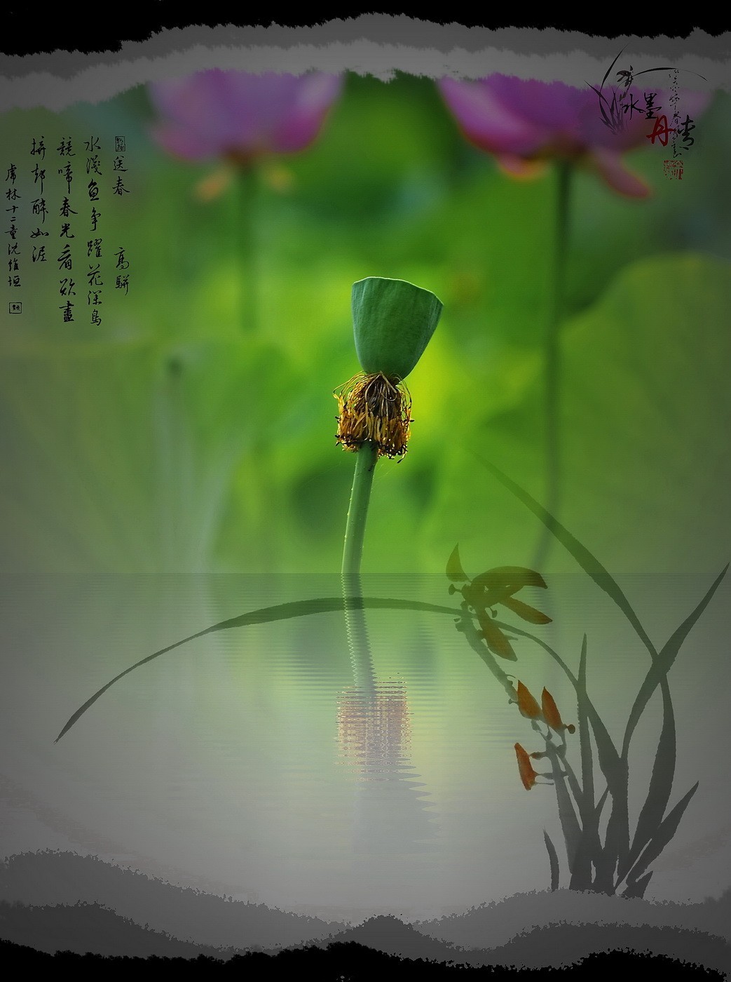 荷韵图-中关村在线摄影论坛