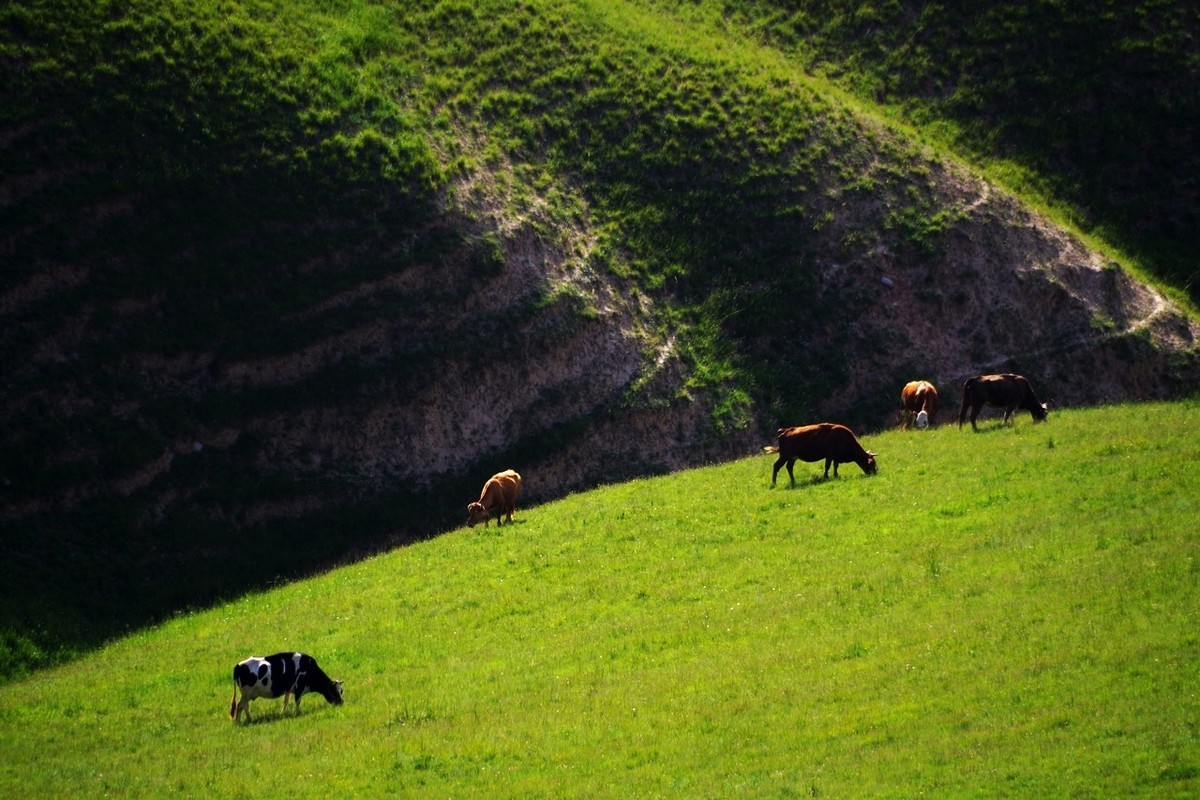 怀念宾得的色彩