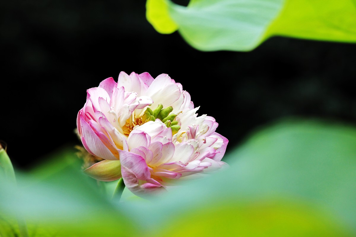 成都人民公园荷花节二