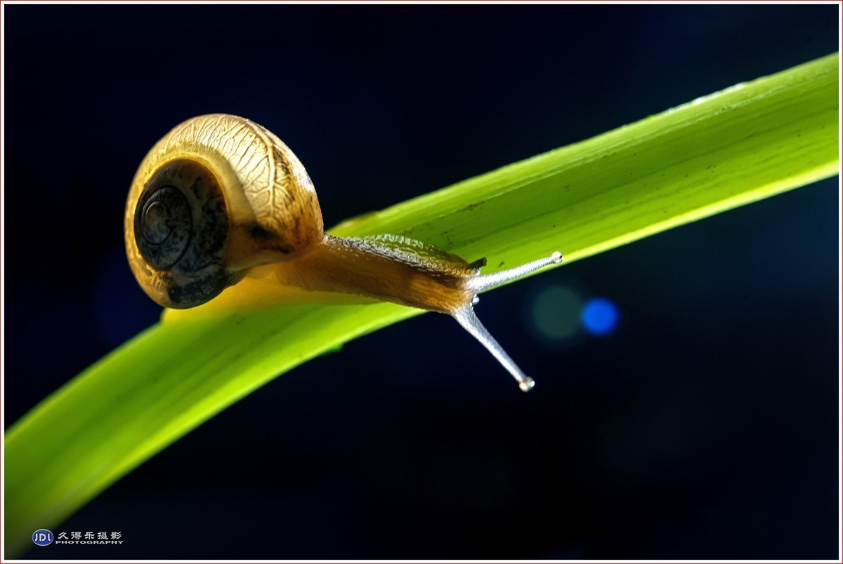 2024-（181）微距——小小蜗牛（四）